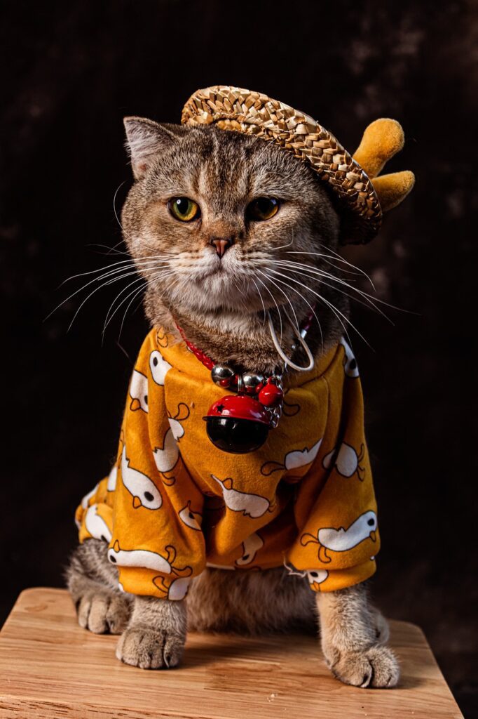 cat wearing clothes