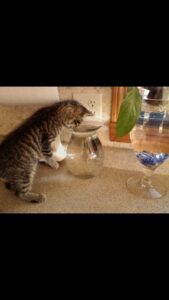 Pets: Does your cat drink enough water?