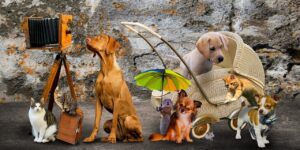 Common sense pet gadgets