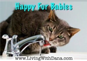 Pets: Cat water fountain and more