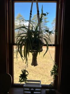 Love my fake spider plants!