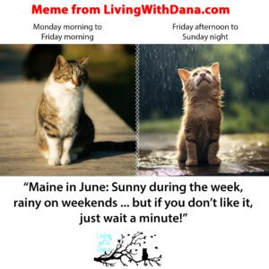 Maine June weather meme: Sunny weekdays, rainy weekends with cats