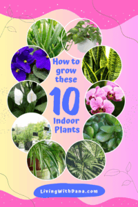 Basic Houseplant Care