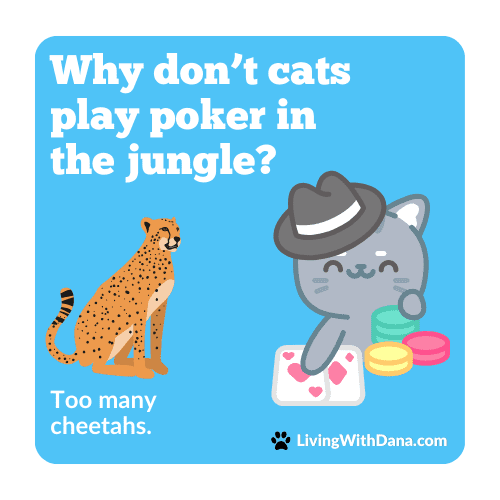A humorous cartoon featuring a cheetah and a cat wearing a hat, with the text 'Why don't cats play poker in the jungle? Too many cheetahs.'